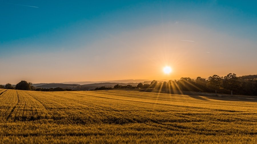 Lavoura de trigo dourado ao entardecer
